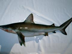 Bignose shark