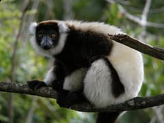 Black-and-white ruffed lemur