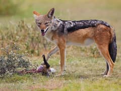 Black-backed jackal