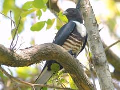 Black Baza