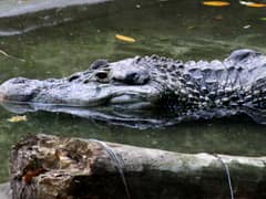 Black caiman