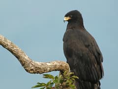 Black Eagle
