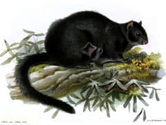 Black flying squirrel