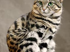 Black-footed cat