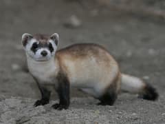 Black-footed ferret