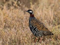 Black Francolin