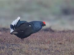 Black Grouse