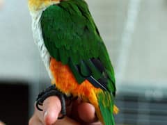 Black-headed Parrot