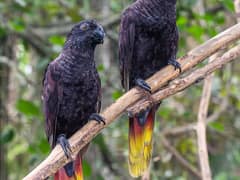 Black Lory