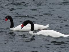 Black-necked Swan