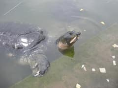 Black softshell turtle