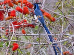 Black-throated Magpie-jay