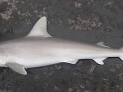Blacknose shark