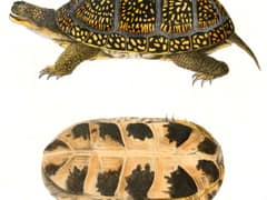 Blanding's turtle