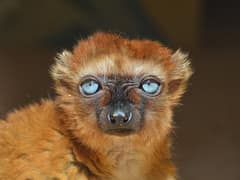 Blue-eyed black lemur