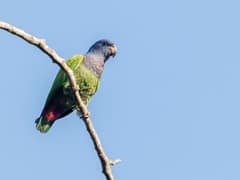 Blue-headed Parrot