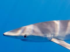 Blue shark