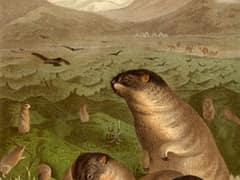 Bobak marmot