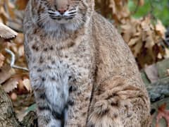 Bobcat