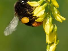 Steinhummel