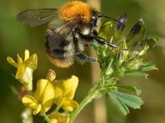 Ackerhummel
