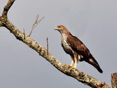 Bonelli's Eagle