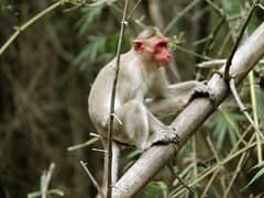 Bonnet macaque