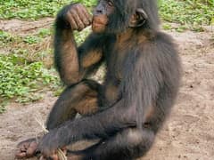 Bonobo