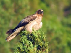 Booted Eagle