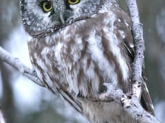 Boreal owl