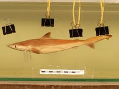 Borneo shark