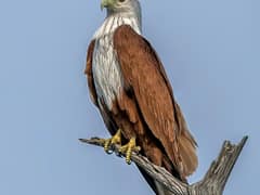 Brahminy Kite