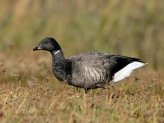Brant Goose