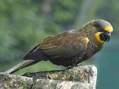Brown Lory