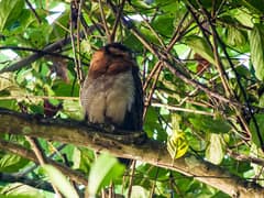 Brown Wood Owl
