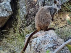 Brush-tailed rock-wallaby