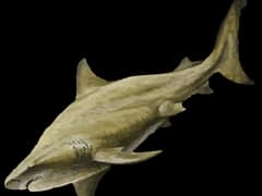 Bull shark
