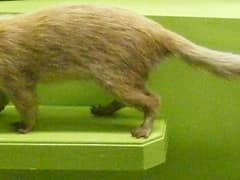Burmese ferret-badger