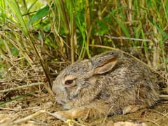 Burmese hare