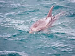 Burrunan dolphin
