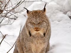 Canada lynx
