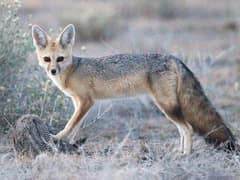 Cape fox