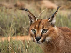 Caracal