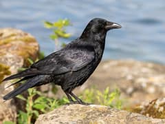 Carrion Crow