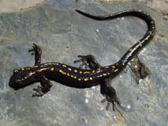 Caucasian salamander
