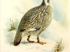 Caucasian Snowcock