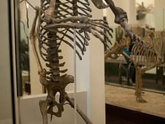 Cave bear