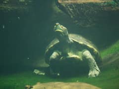 Central American river turtle