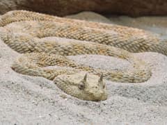 Víbora cornuda del desierto
