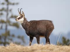 Chamois